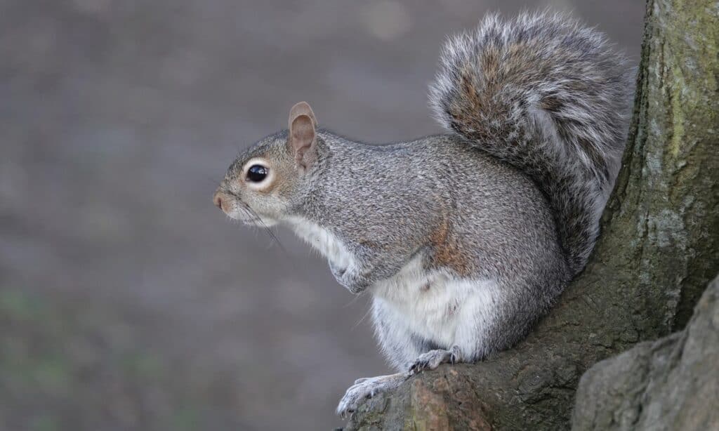 Uno scoiattolo grigio orientale appollaiato su un ramo di un albero.
