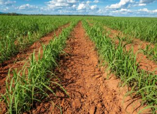 Sugar Cane Seeds