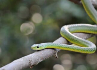 Boomslang
