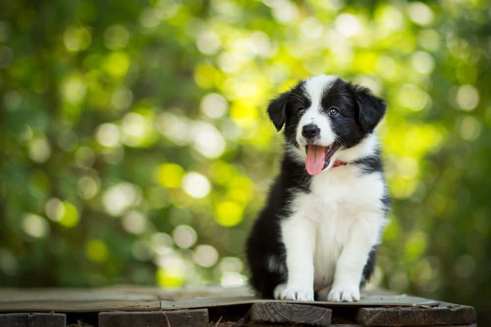 Ritratto di un cucciolo di border collie in bianco e nero fantastico, sano e felice