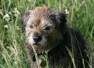 border terrier isolated on white background