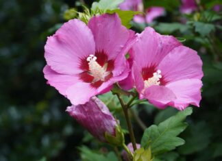 Rose of Sharon or Hardy Hibiscus