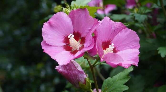 Rose of Sharon or Hardy Hibiscus