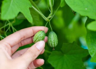 Cucamelon Seeds