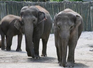 Elefante del Borneo
