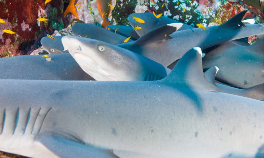 Gruppo di squali pinna bianca del reef