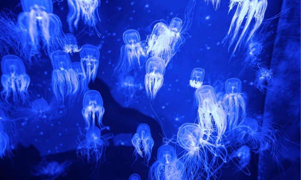 Le meduse più letali - Scatola di meduse