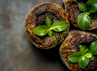 Lisianthus Seeds