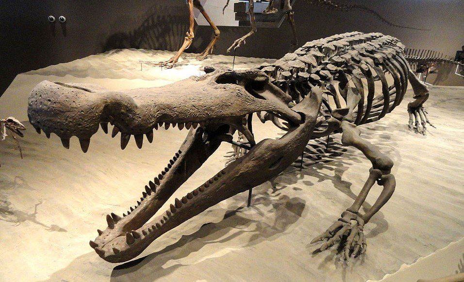 I più grandi coccodrilli di sempre Deinosuchus