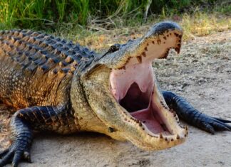 Alligatori preistorici: da quanto tempo sono in giro?
