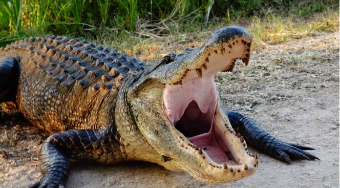 Alligatori preistorici: da quanto tempo sono in giro?
