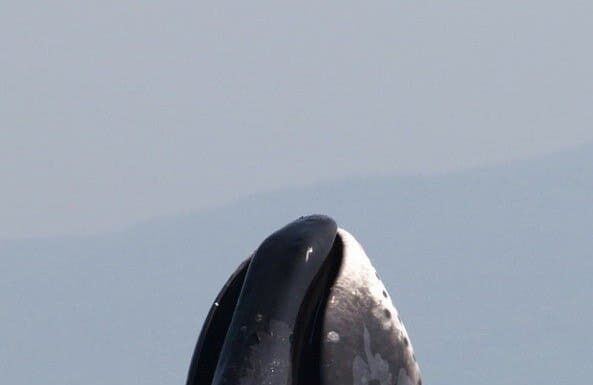 Balena di prua

