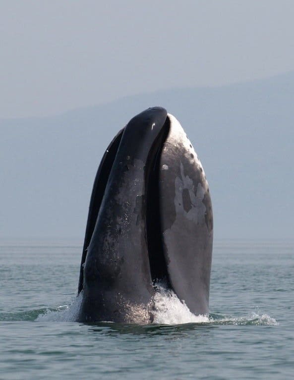 Una balena della Groenlandia fa breccia al largo della costa occidentale del Mare di Okhotsk