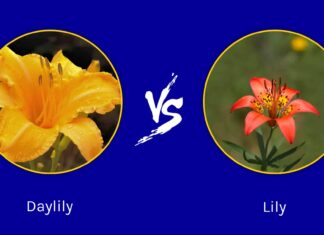 Daylily vs Lily: quali sono le loro differenze?
