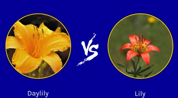 Daylily vs Lily: quali sono le loro differenze?
