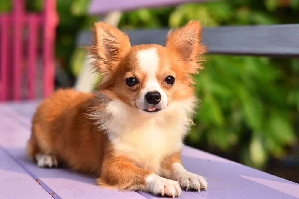 Chihuahua (cane di famiglia) - soffice chihuahua