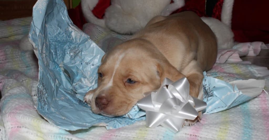 Cucciolo di Boxador che si addormenta sulla carta da imballaggio blu di Natale