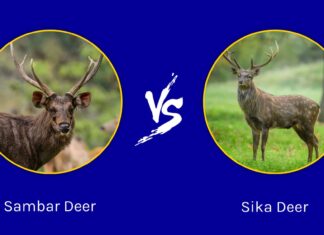 Cervi Sambar vs. Cervi Sika: quali sono le differenze?
