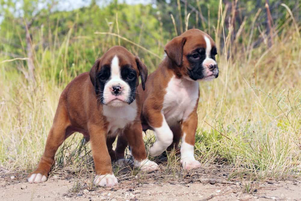 Cuccioli di cane Boxer