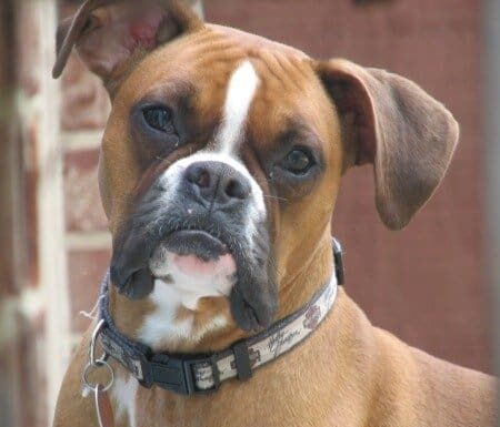 Cane Boxer
