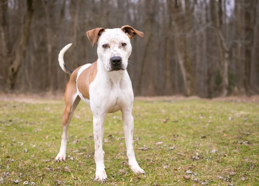 Bulldog Catahoula