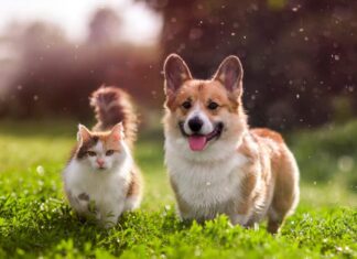 Cani e gatti possono accoppiarsi?
