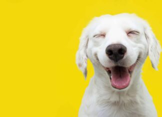 9 veri motivi per cui il tuo cane lecca l'aria
