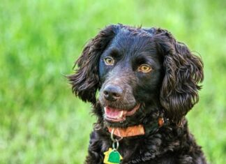 Boykin Spaniel
