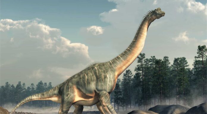 Brachiosauro
