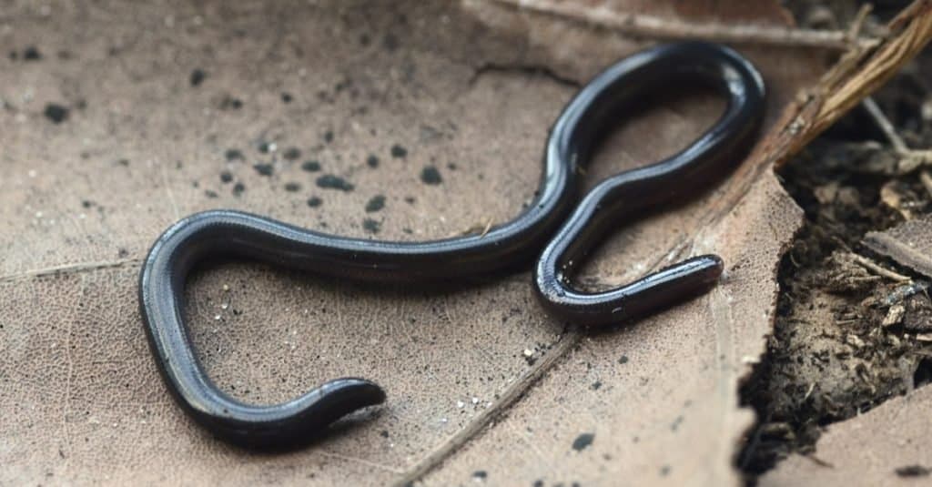 Serpenti più piccoli: serpente cieco bramino