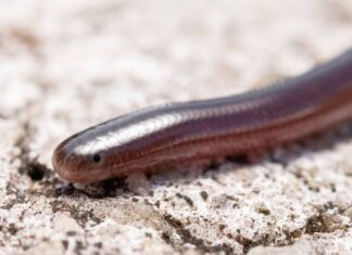 Brahminy Blind Snake