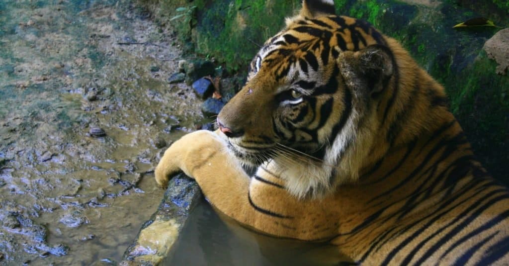 Animali estinti: Tigre di Giava
