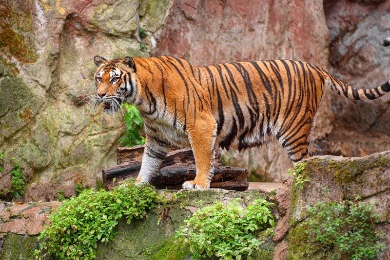 Tigre della Cina meridionale in cerca di preda