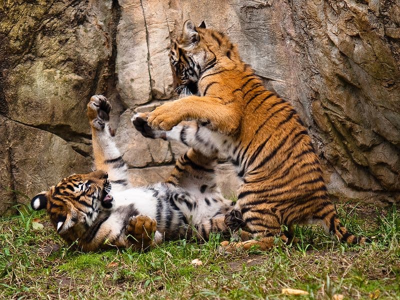 Due tigri malesi che giocano