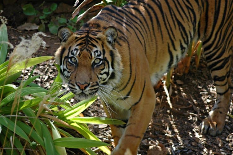 Quante tigri sono rimaste nel mondo?  - Tigre di Sumatra sotto gli alberi