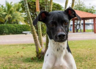 Terrier brasiliano
