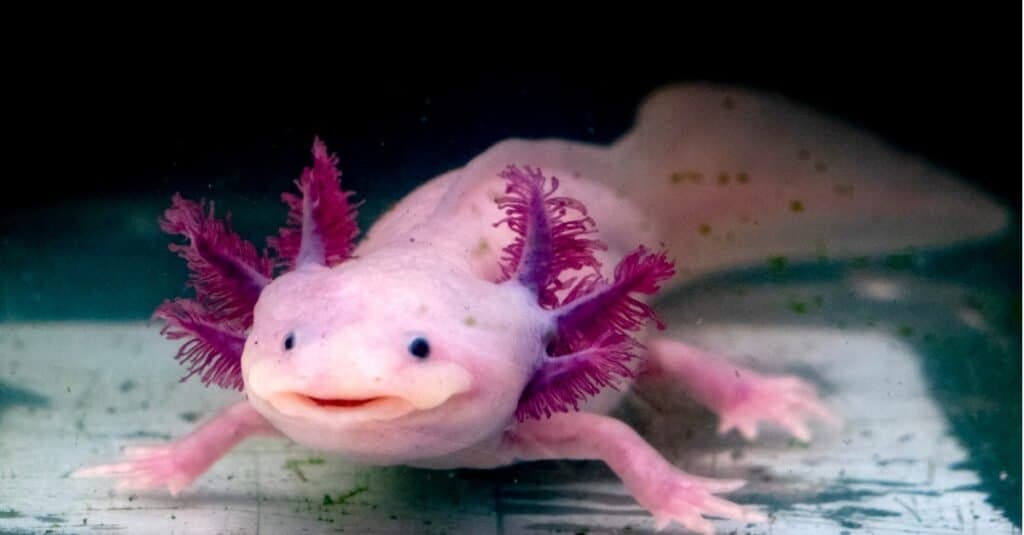 axolotl animale domestico rosa "sorridente"