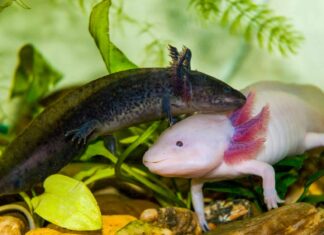 Axolotl Poop: tutto ciò che avresti sempre voluto sapere
