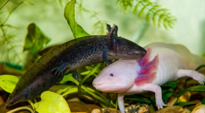 Axolotl Poop: tutto ciò che avresti sempre voluto sapere
