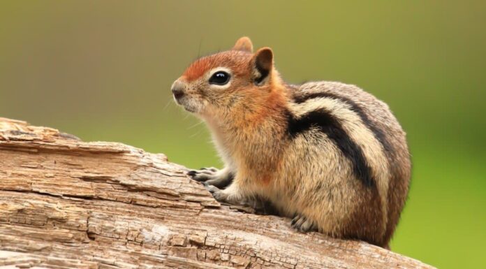  Gli scoiattoli sono notturni o diurni?  Spiegazione del loro comportamento durante il sonno
