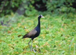 Jacana dalle ali di bronzo
