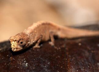 Brookesia Micra
