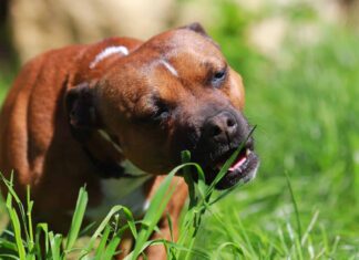  L'erba gatta è sicura da mangiare per i cani?  Quali sono i pericoli?
