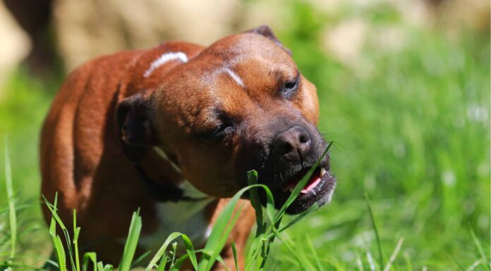  L'erba gatta è sicura da mangiare per i cani?  Quali sono i pericoli?
