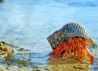 Cosa mangiano i crostacei?
