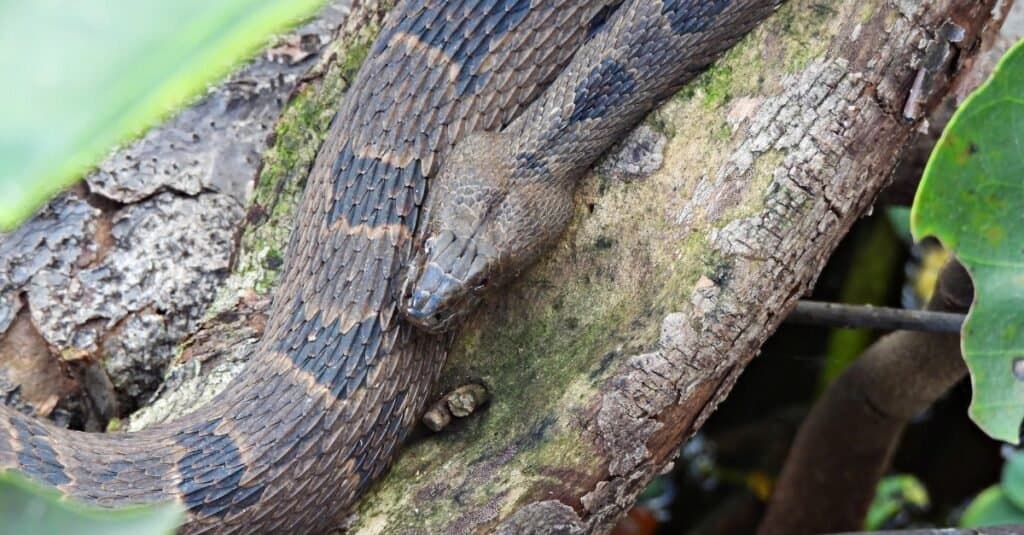 I serpenti d'acqua marroni hanno una testa triangolare, con gli occhi posti in alto.