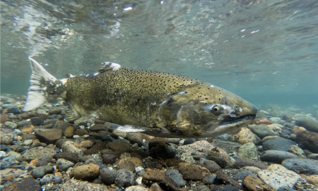 Il salmone Chinook ha un corpo lungo e affusolato con un dorso blu-verde, una lucentezza argentea sui fianchi e una pancia bianca.