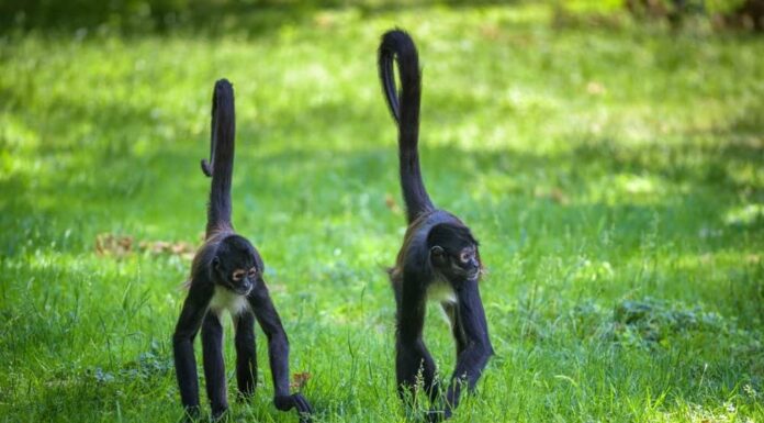  Come si accoppiano le scimmie?  Spiegazione delle abitudini di riproduzione delle scimmie
