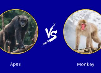 Scimmie vs scimmie: uguali o diverse?
