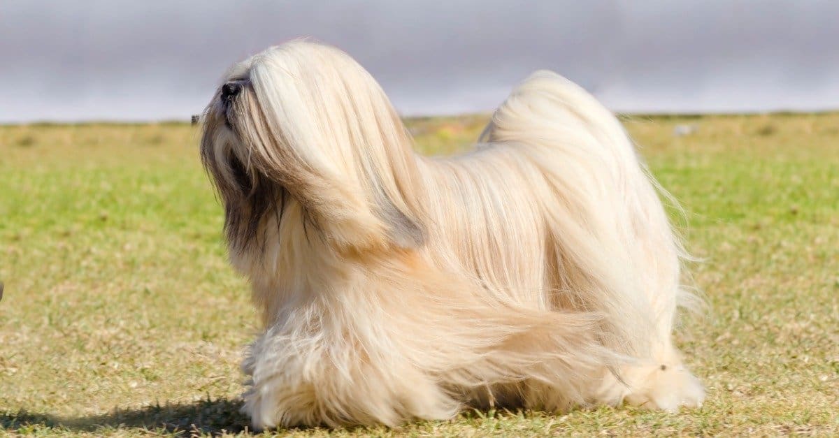 Tibetan Terrier vs Lhasa Apso quali sono le loro differenze?